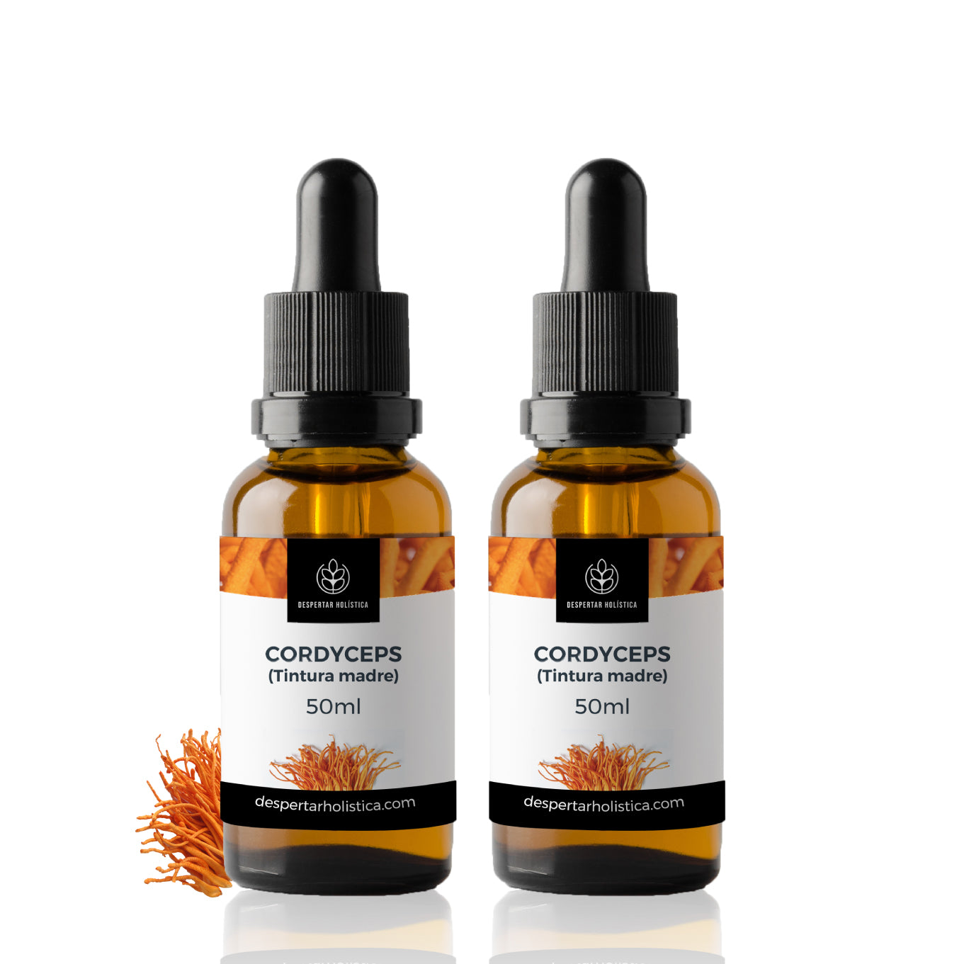 Cordyceps
